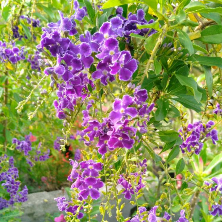 Plant image Duranta