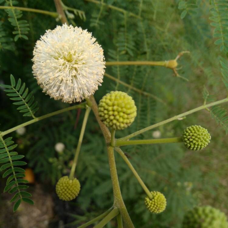 Plant image Acacia cognata 'Limelight'