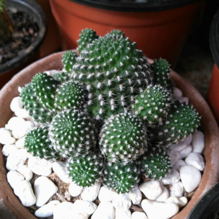 Plant image Mammillaria carnea