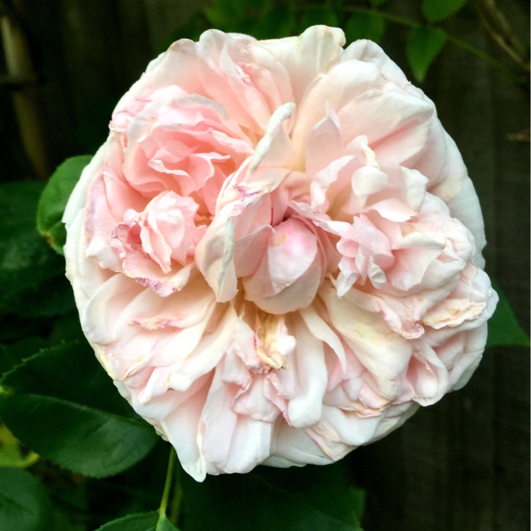 Plant image Rosa 'Ausglobe' syn. Rosa 'Brother Cadfael'