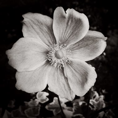 Anemone hupehensis var. japonica x hybrida 'Konigin Charlotte'