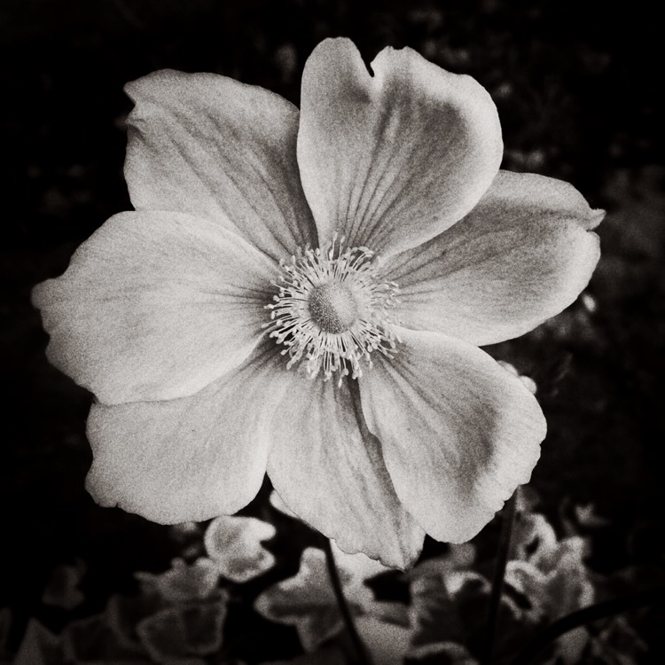 Plant image Anemone hupehensis var. japonica x hybrida 'Konigin Charlotte'