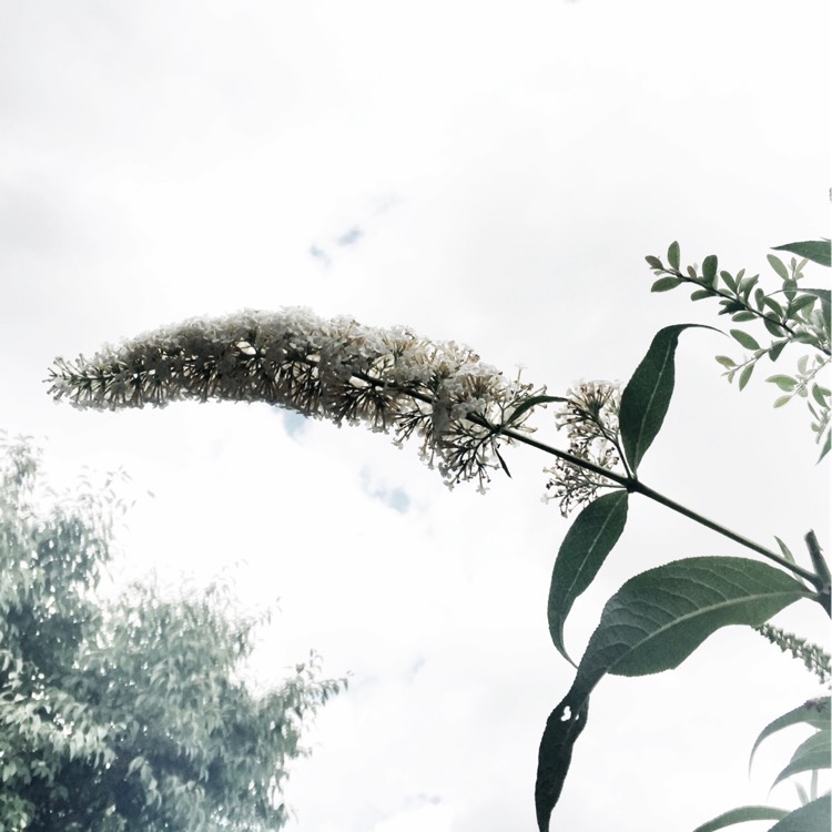 Plant image Buddleja davidii 'Markeep' (English Butterfly Series) syn. Buddleja davidii 'Marbled White'