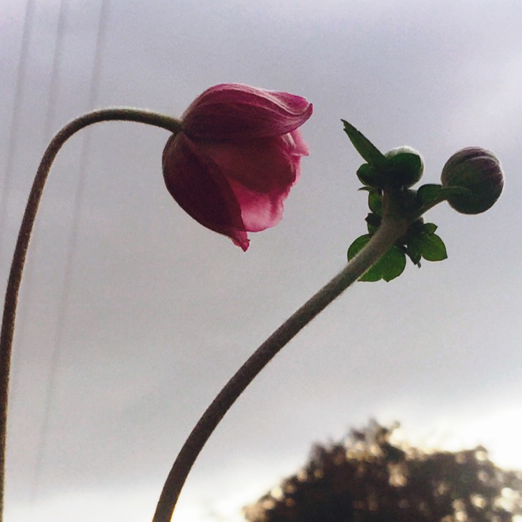 Plant image Anemone hupehensis var. japonica x hybrida 'Konigin Charlotte'