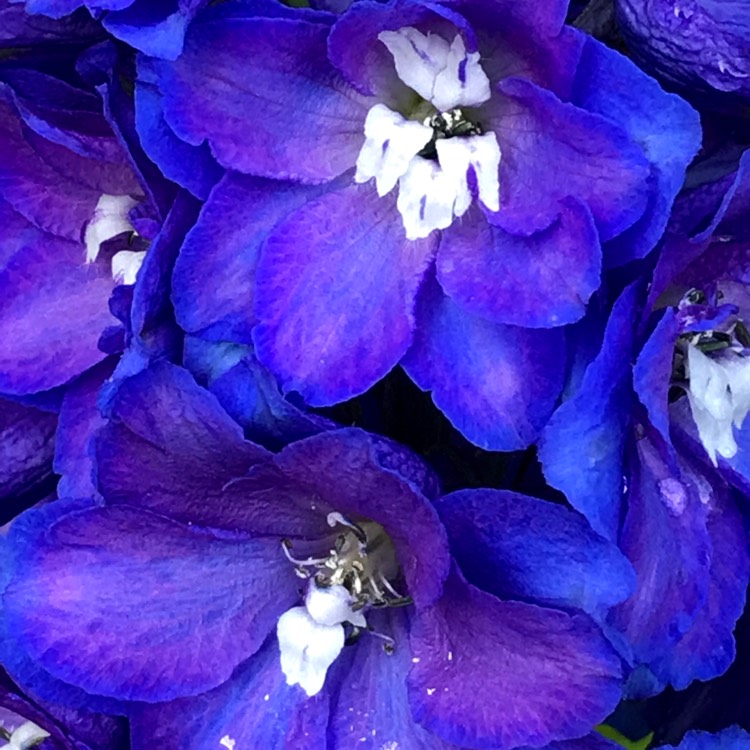 Plant image Delphinium 'Magic Fountains Cherry Blossom'