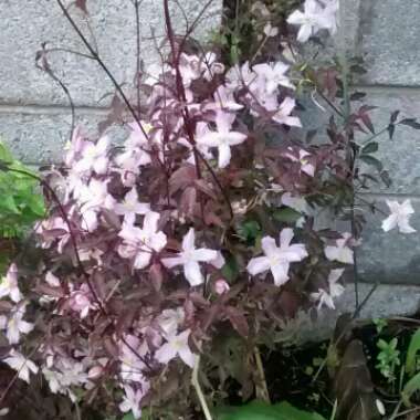 Clematis (Pruning Group 1 - Early Flowering Cultivars)