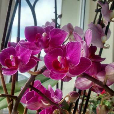 Moth Orchid 'Allegria'