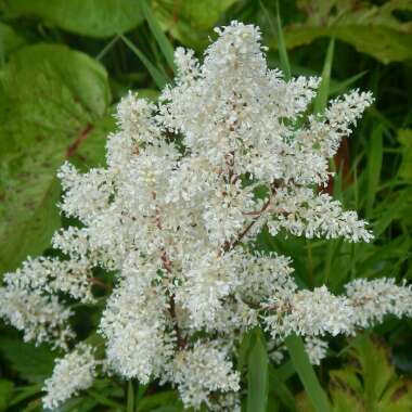 False Goatsbeard 'Cappuccino'