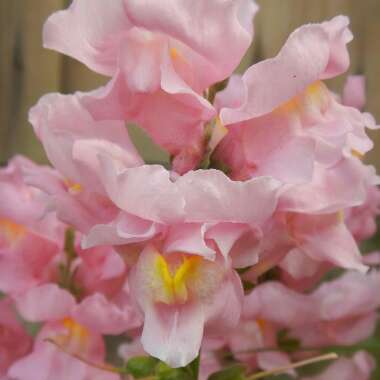 Snapdragon 'Peaches And Cream'