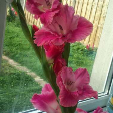 Gladioli