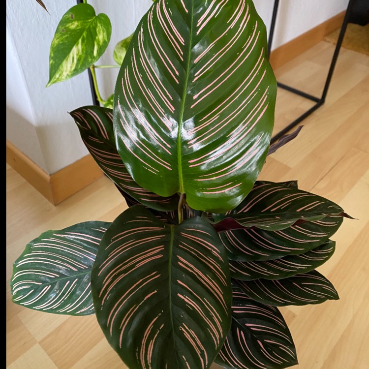 Plant image Calathea Ornata 'Beauty Star'