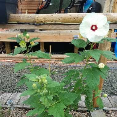 Hibiscus 'Luna White'