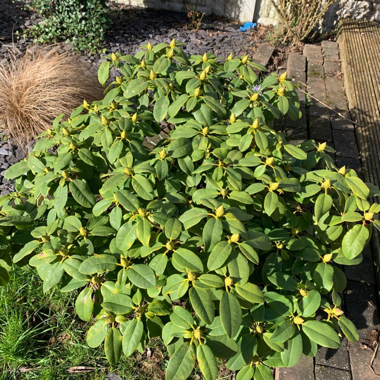 Plant image Rhododendron 'Anuschka'