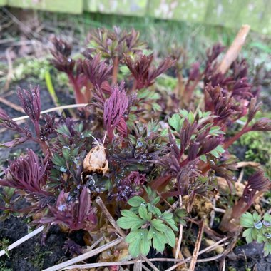 Lamprocapnos spectabilis  syn. Dicentra spectabilis