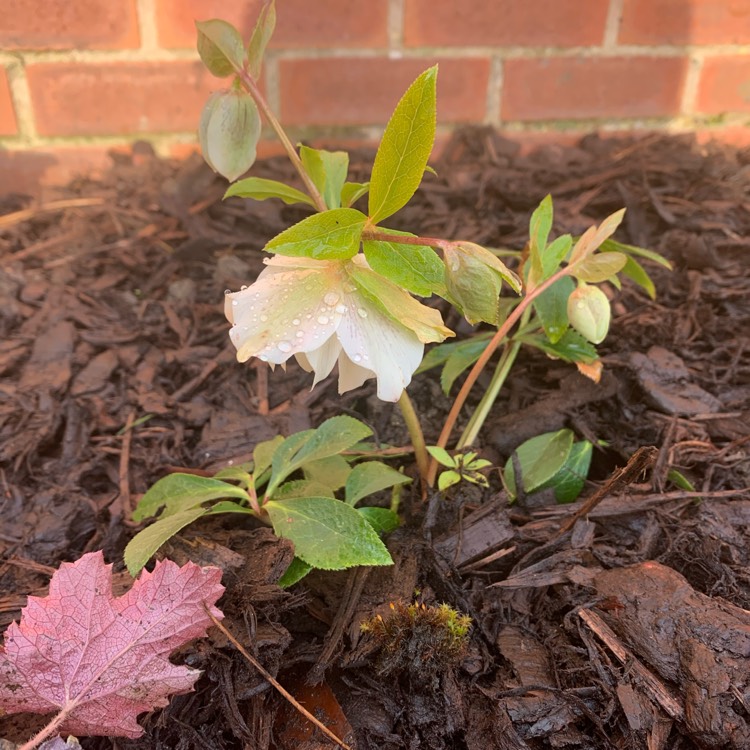 Plant image Helleborus x hybridus 'Double Ellen Pink' (Double Ellen Series)