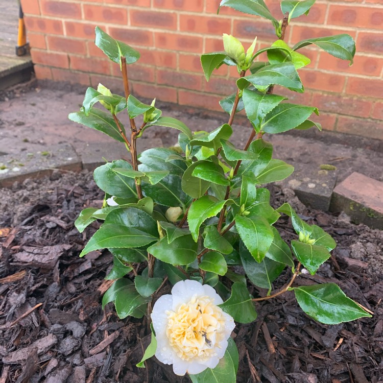 Plant image Camellia japonica 'Brushfield's Yellow'