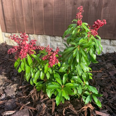 Pieris japonica 'Passion'