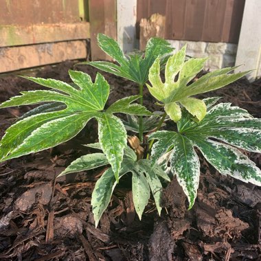 Fatsia japonica 'Spider's Web'