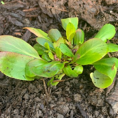 Bergenia 'Silberlicht' syn. Bergenia 'Silverlight'