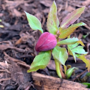 Helleborus x hybridus 'Double Ellen Purple' (Double Ellen Series)