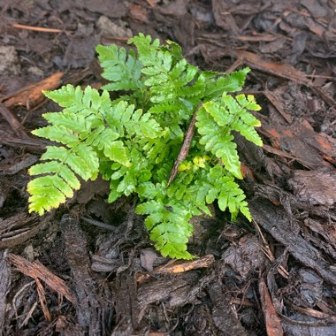 Dryopteris Erythrosora