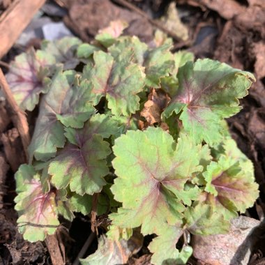 Heuchera 'Apple Crisp'