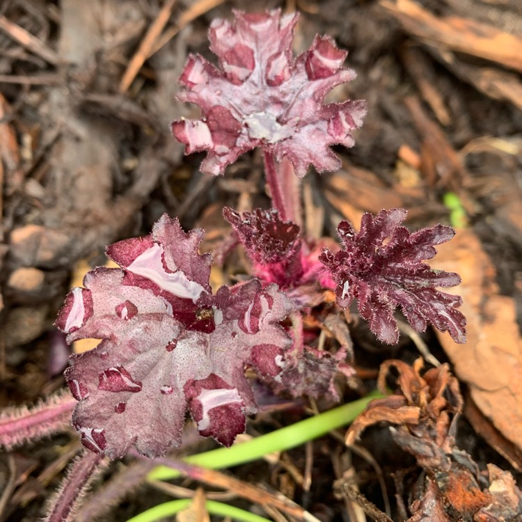 Plant image Heuchera 'Plum Royale'