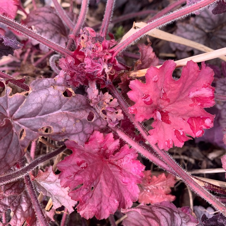 Plant image Heuchera 'Liquorice'