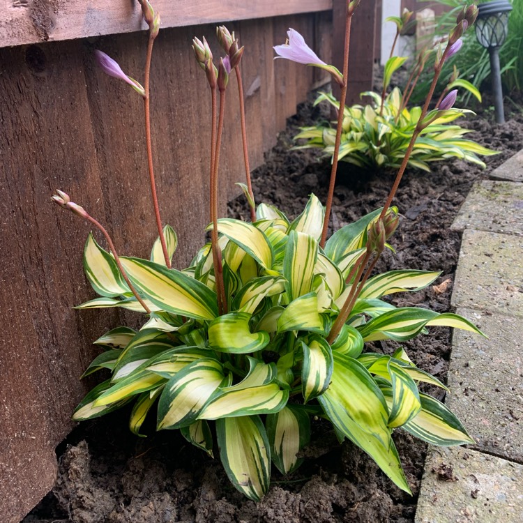 Plant image Hosta 'Rainbow's End'