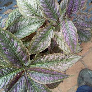 Strobilanthes dyeriana 'Persian Shield'