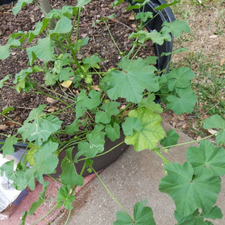 Plant image Malva Neglecta