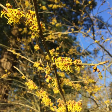 Hamamelis mollis