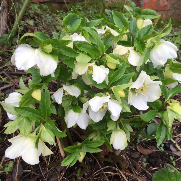 Plant image Helleborus niger