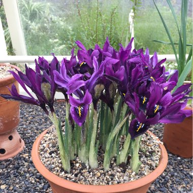 Iris 'George' syn. Iris reticulata 'George',  Iris histrioides 'George'