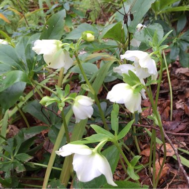 Helleborus niger