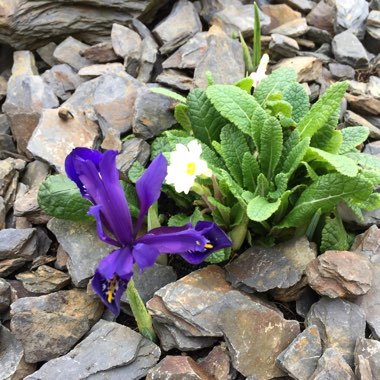 Iris 'George' syn. Iris reticulata 'George',  Iris histrioides 'George'