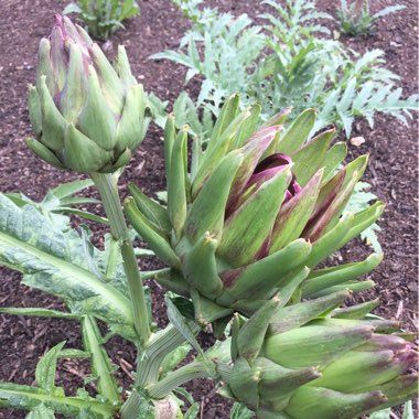 Cynara cardunculus syn. Cynara cardunculus Cardoon