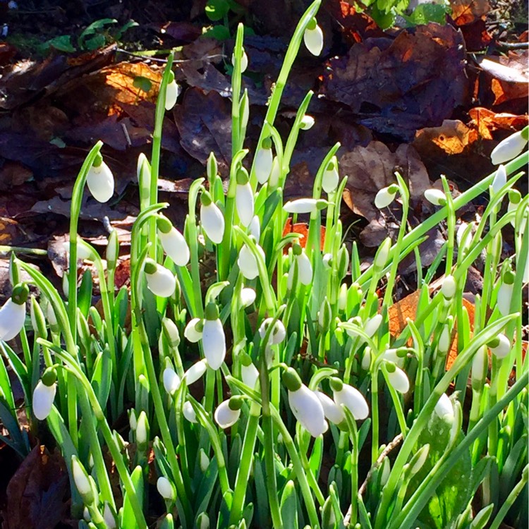 Plant image Galanthus elwesii