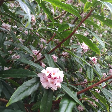 Daphne bholua 'Jacqueline Postill'