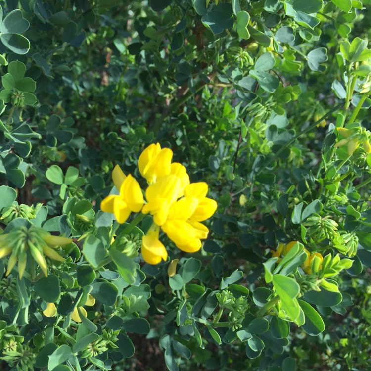 Plant image Cytisus racemosus syn. Genista racemosa