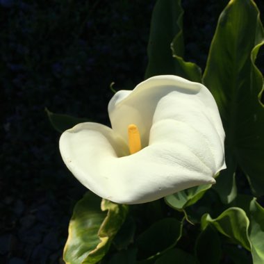 Arum Lily 'White Giant'