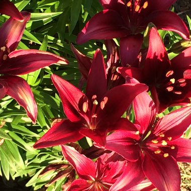 Lily 'Landini' (Asiatic)