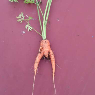 Carrot 'Nantes 5'