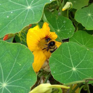 Nasturtium