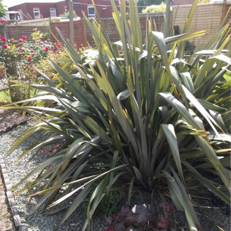 Plant image Phormium tenax