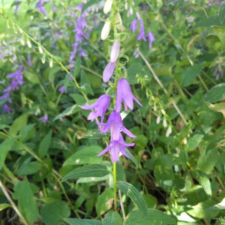 Plant image Campanula rapunculoides 'Campbell Blue'