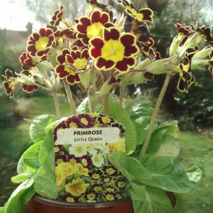 Plant image Primula veris 'Little Queen'