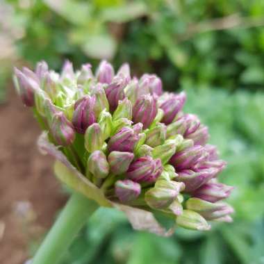 Allium 'Miami'