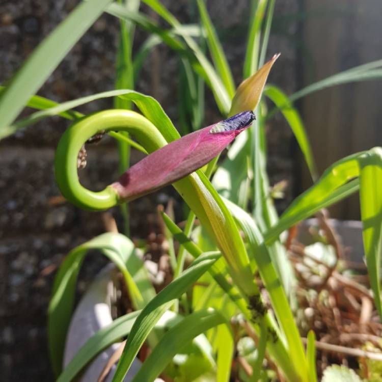 Plant image Iris Setosa