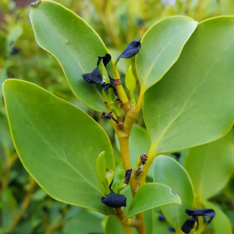 Plant image Griselinia littoralis